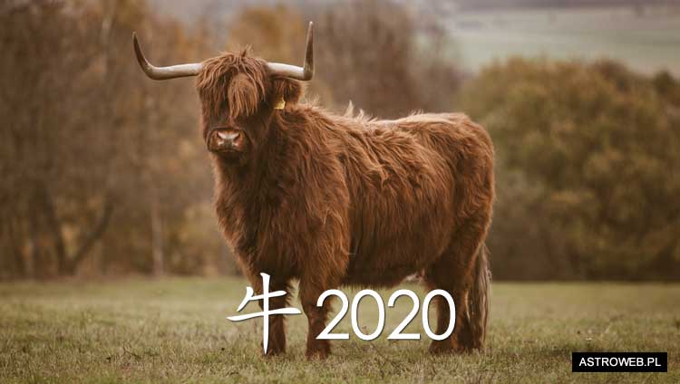 Horoskop chiński 2020 Bawół