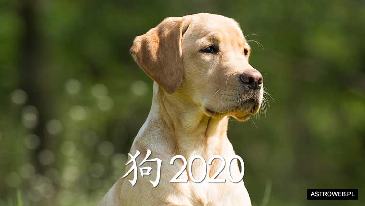 Horoskop chiński 2020 Pies