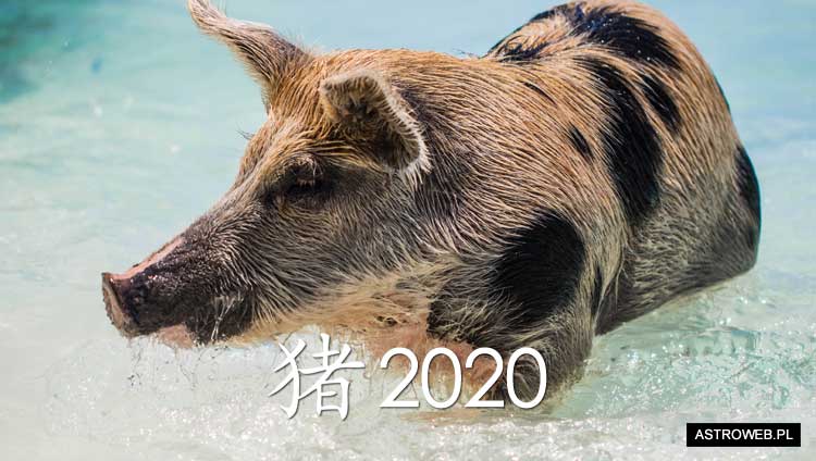 Horoskop chiński 2020 Świnia