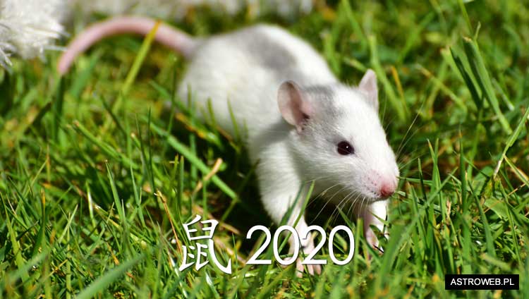 Horoskop chiński 2020 Szczur