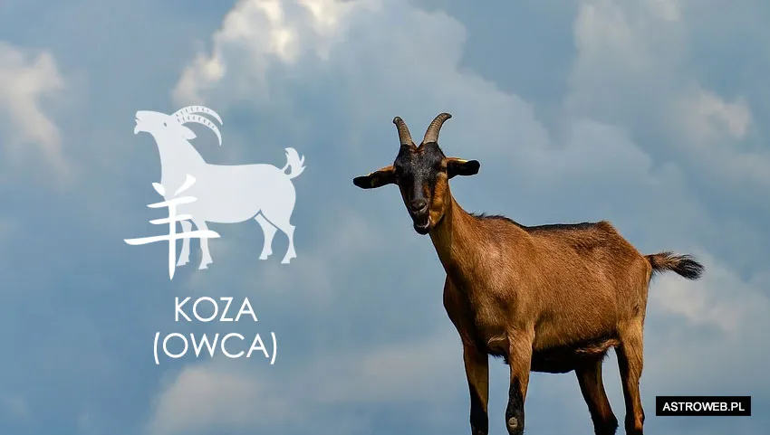 Horoskop chiński 2023 Koza (Owca)